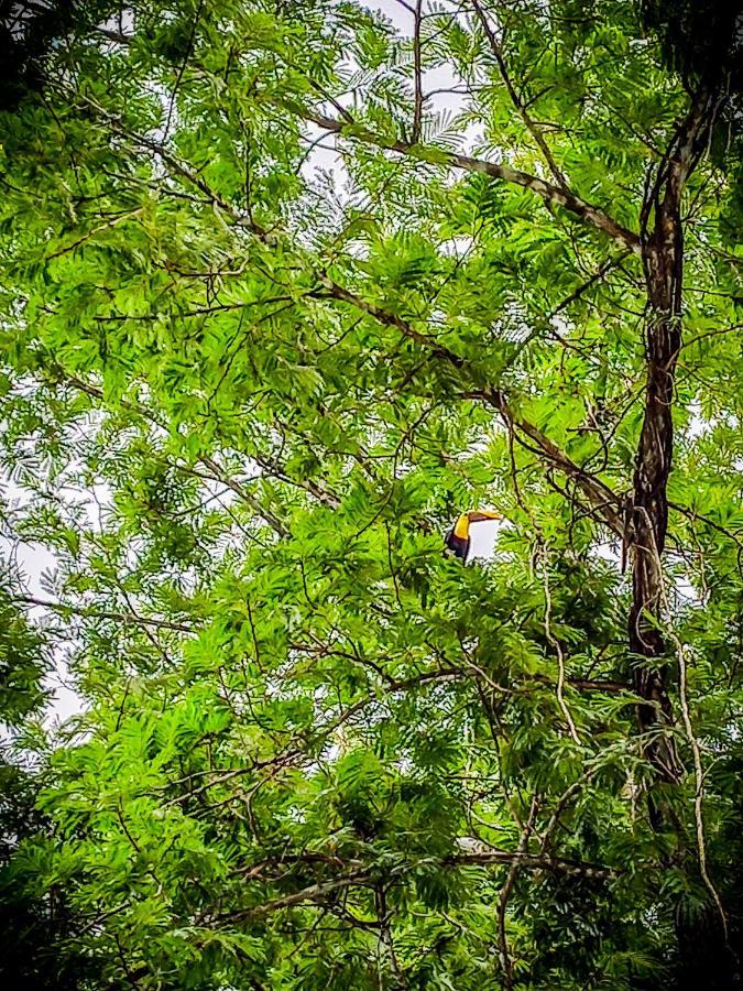 Momotus Glamping Hotel Florencia Luaran gambar